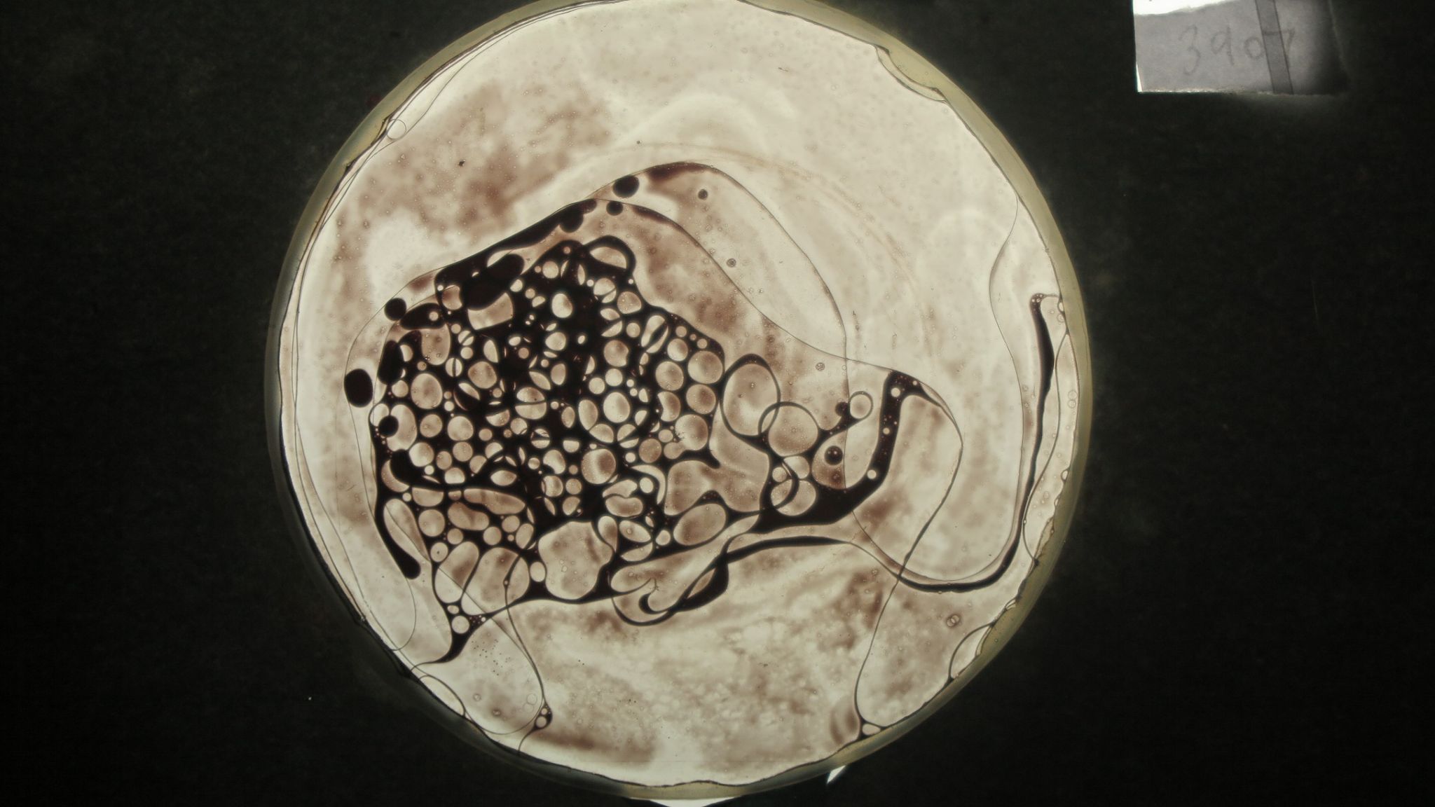 BV3907 bubble vision oil wheel